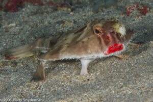 A Vastly Under Appreciated Skill In Underwater Photography