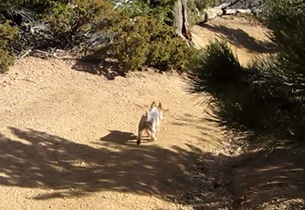 Chibby walking down trail