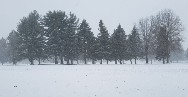 Golf course trees