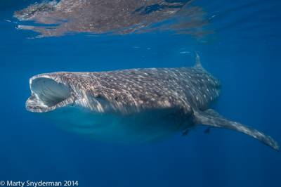 b2ap3_thumbnail_4_20130729_Isla_Mujeres_botella_01-271-Edit.jpg