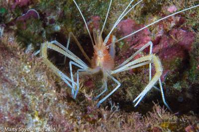 b2ap3_thumbnail_4_20140206_Shark_Fin_Rock_macro_01-30-Edit.jpg