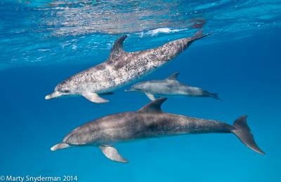 b2ap3_thumbnail_5_20110530_spotted_dolphins_01-154.jpg