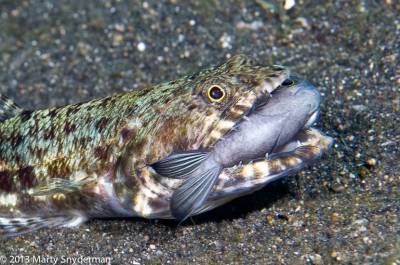 b2ap3_thumbnail_lizardfish-with-prey_20061005-01-024.jpg