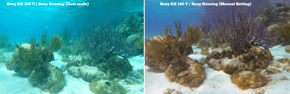 reef comparison